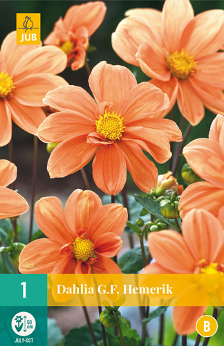 Flower bulb Dahlia G.F. Hemerik 1 piece JUB