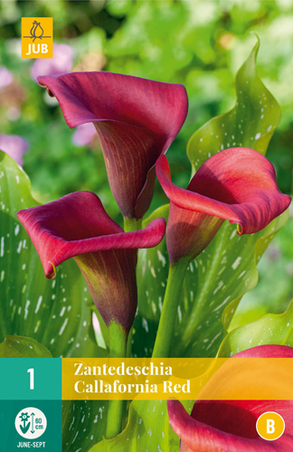 Cvetna čebulica Zantedeschia Callafornia rdeča 1 kos JUB