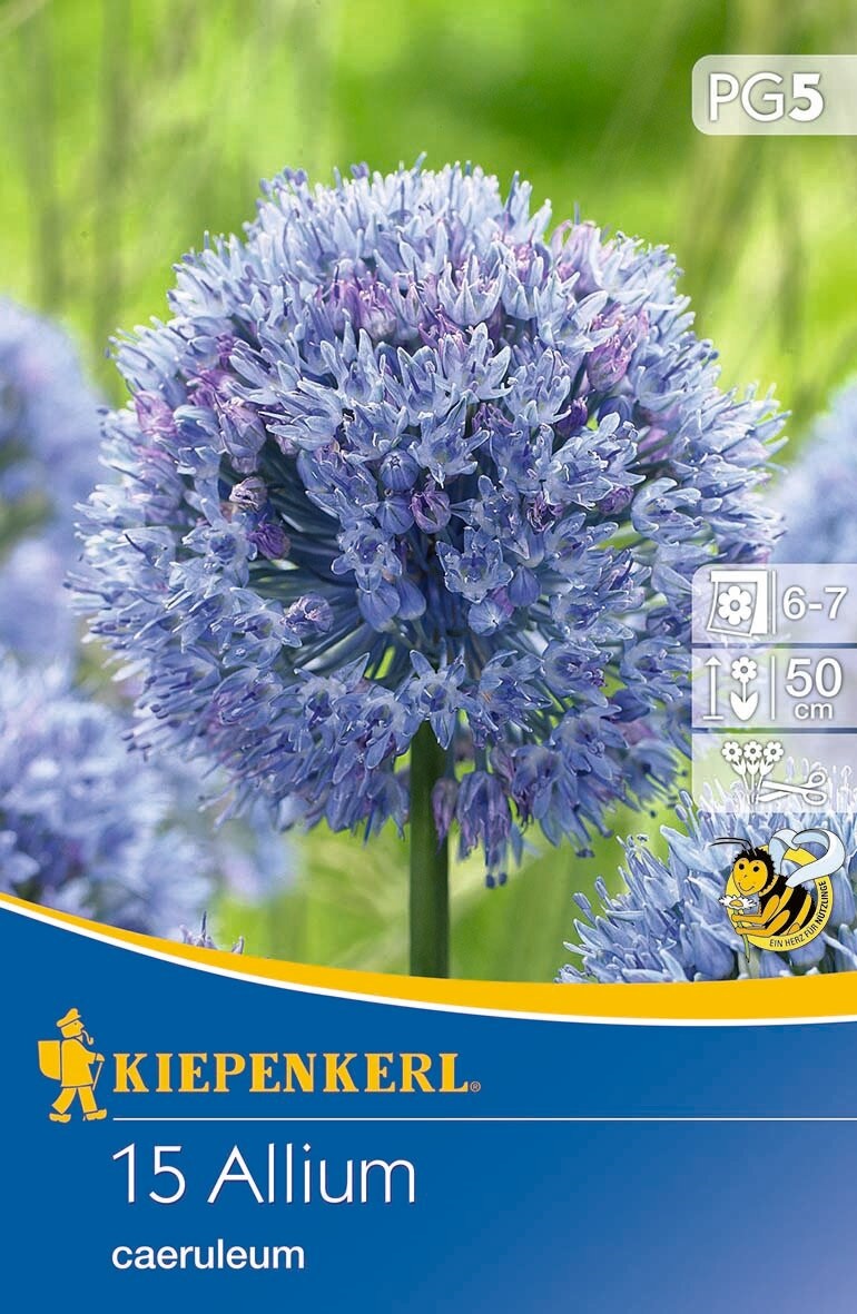 Flowering Onion Ornamental Onion (Allium careuleum) 15 pcs Kiepenkerl