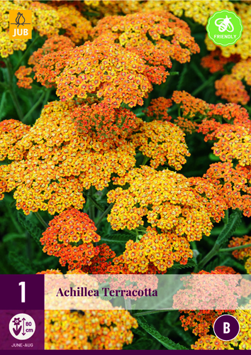 Trajnica Achillea terracotta (Navadni rman) 1 rastlina JUB