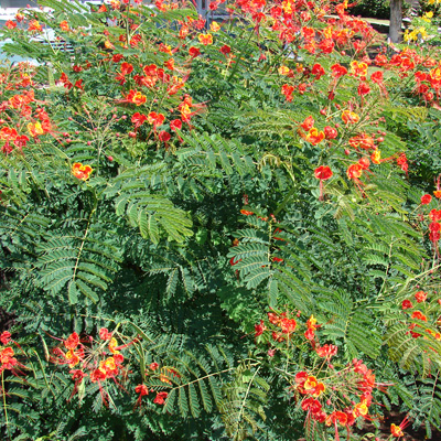 Gorgeous butterfly tree (Caesalpinia pulcherrima) 5 seeds