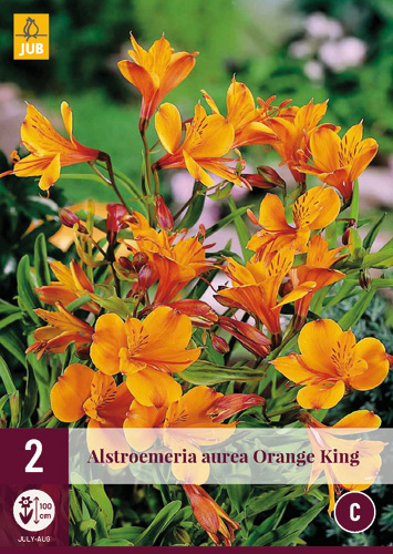 Perennial Alstroemelia Orange King (Inkaliliom) 2 pieces JUB