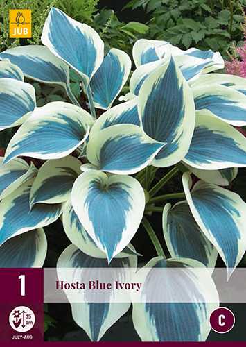 Évelő Hosta Blue Ivory 1 db JUB