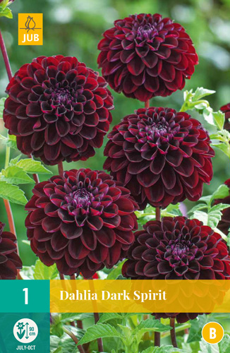 Čebulice Dahlia Dark Spirit 1 kos JUB