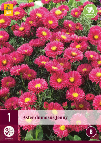 Évlő Aster dumosus Jenny 1 db JUB