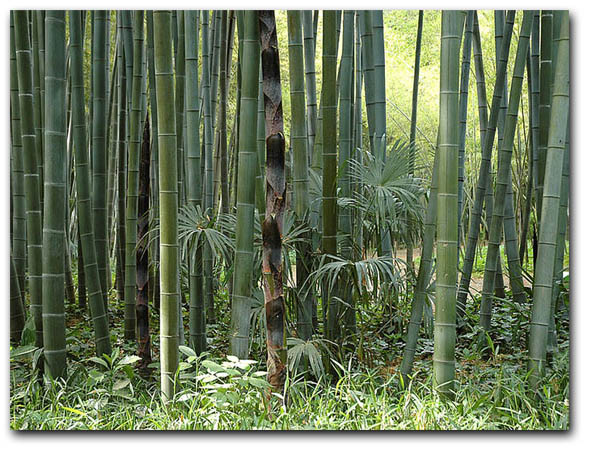 Bambus Moso (Phyllostachys pubescens) 5 semen