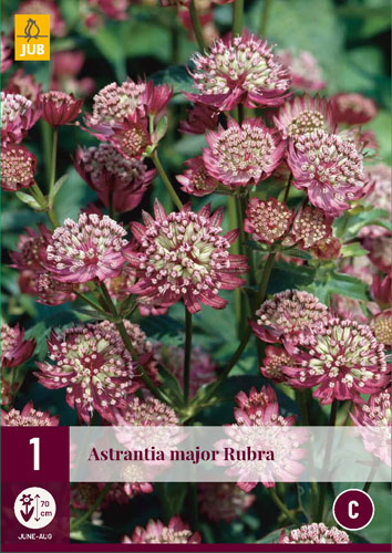 Perennial Astrantia Major Rubra (Valley Star) 1 piece JUB