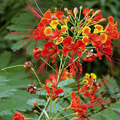 Gorgeous butterfly tree (Caesalpinia pulcherrima) 5 seeds