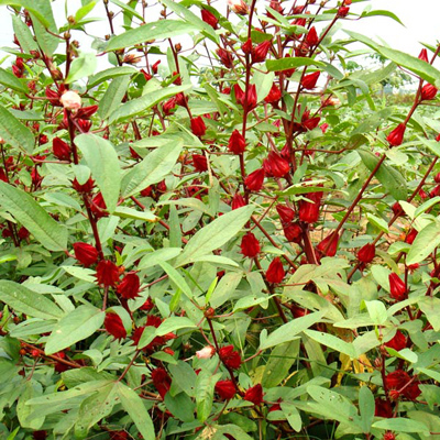 Čajni hibiskus (Hibiscus sabdariffa ) 5 semen