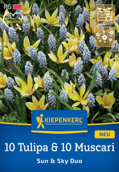 Virághagyma Mix 10 Tulipa & 10 Muscari  Sun and Sky Duo Kiepenkerl 20 db