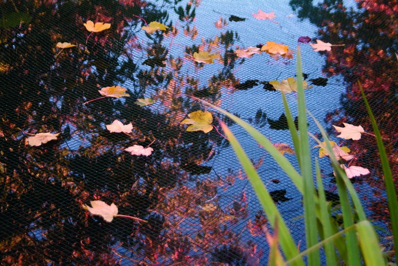 Leaf net 4x6 m