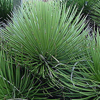 Agava s trnastimi listi (Agave striata ssp.) 5 zrn