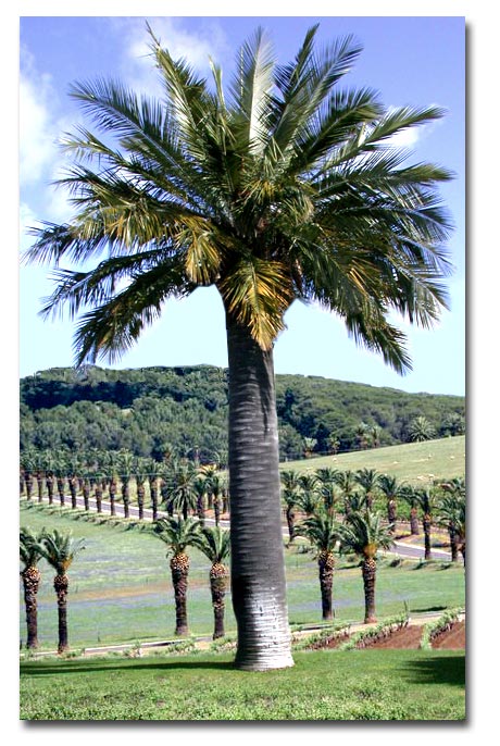 Chilean honey palm (Jubaea chilensis) 2 seeds