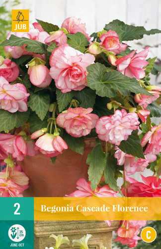 Čebulice Begonia Cascade Florence 2 kosa JUB