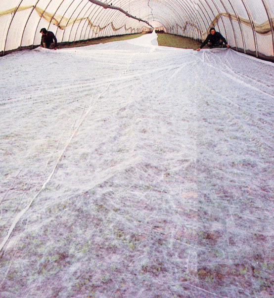 Gauze film 2x25 m 19 gr/m2