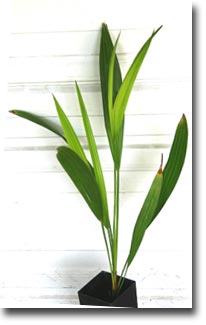 Chilean honey palm (Jubaea chilensis) 2 seeds