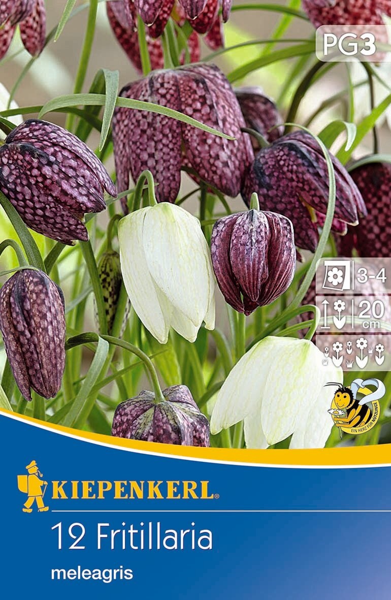 Čebulice kockaste lilije 12 kosov Kiepenkerl