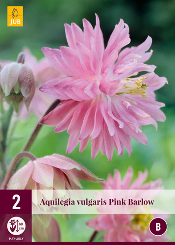 Perennial Aquilegia Pink Barlow (Garden Bellflower) 2 pieces JUB