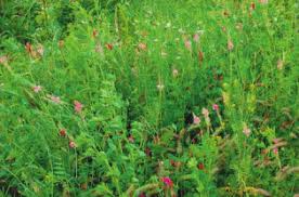 Ecovin 2.0 row cover seed mix 5 kg