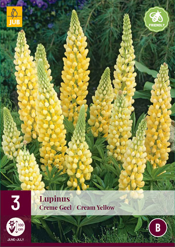 Perennial Lupinus Creme Geel/Creme Yellow (Starflower) 3 pcs JUB