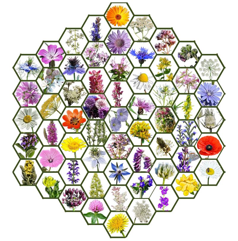 Mešanica semen madžarskih avtohtonih cvetlic Wildflower Zümmögde 50g