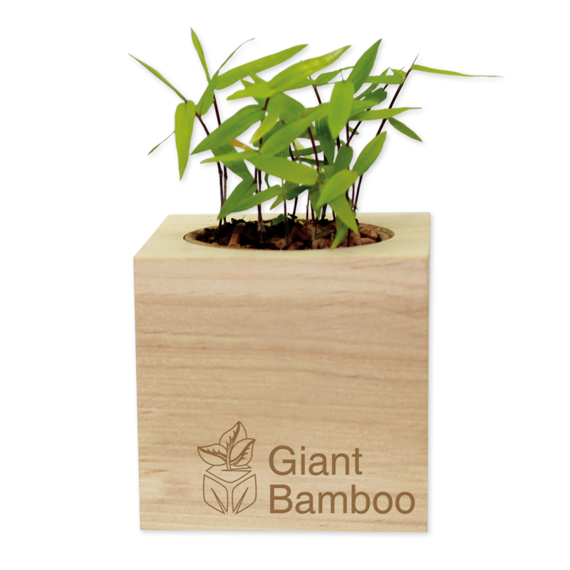 Ecocube-Oriatic bambus