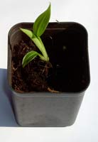 Pink Banana (Musa velutina) 5 seeds