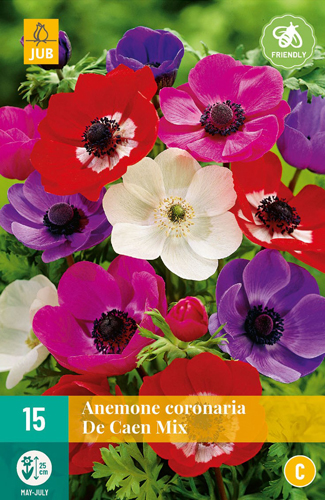 Cvetoča čebulica Anemone Cor. De Caen Mix 15 kosov JUB