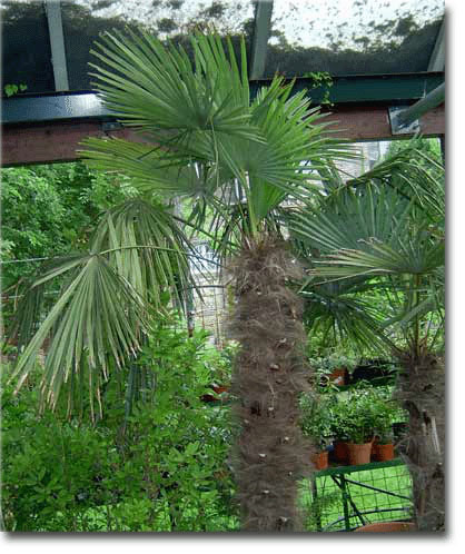 Kitajska konopljina palma (Trachycarpus fortunei) 5 semen