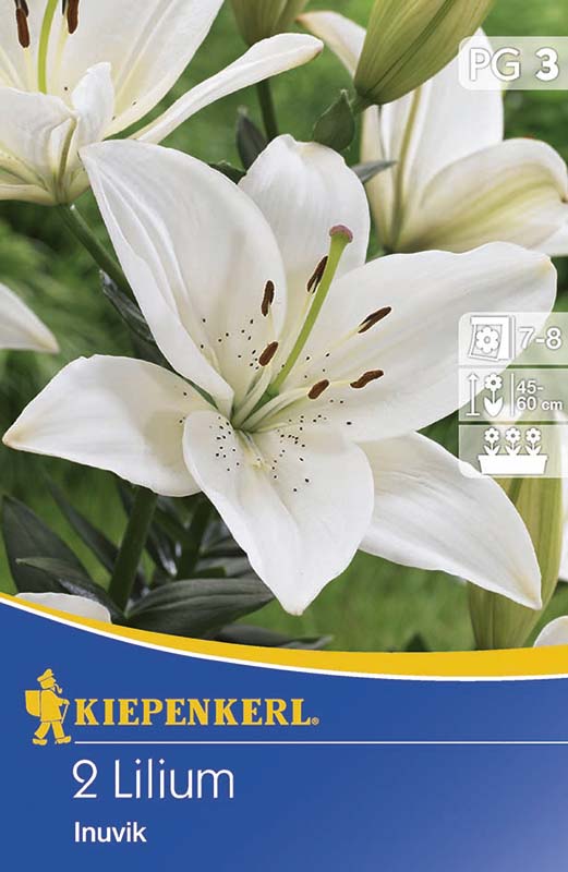 Flower Bulb Lily Inuvik 2 pcs