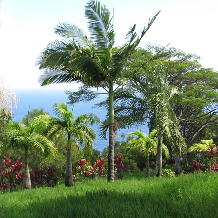 Alexandra palm (Archontophoenix alexandrae) 5 seeds
