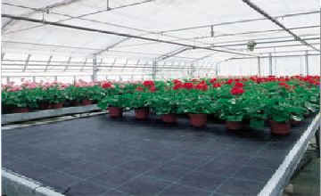 Agro tkanina črna 100g/m2 4,2mx100m