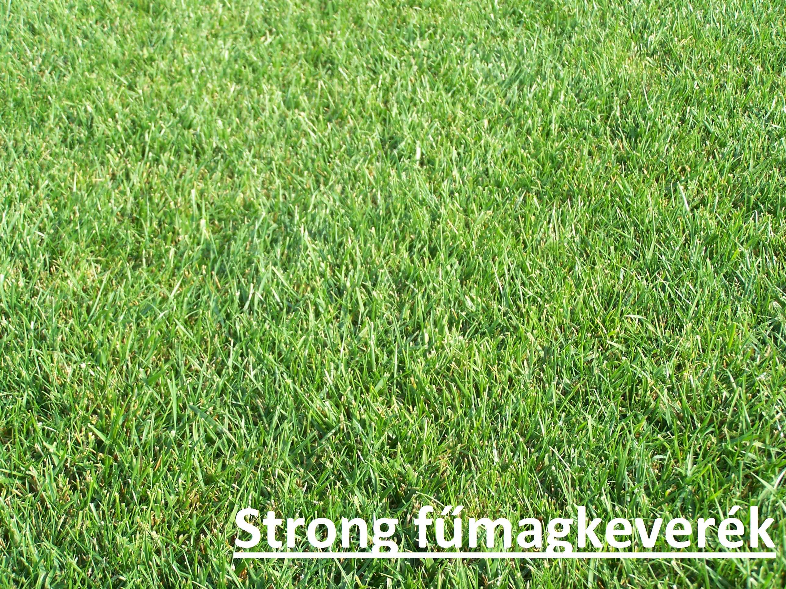ICL travno seme Strong (odporno na sušo) 10 kg