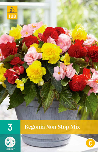 Čebulice Begonia Non Stop Mix 3 kosi JUB