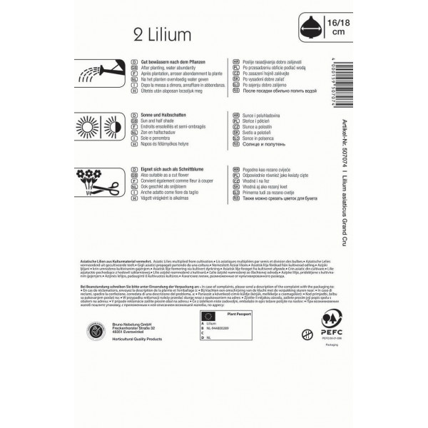 Cvetlične čebulice Azijska lilija Grand Cru Kiepenkerl 2 kosa