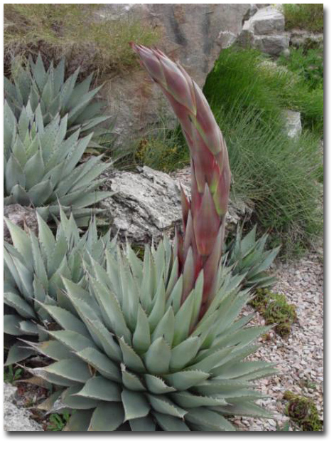 Agava za meskal (Agave parryi var. neomexicana) 5 zrn