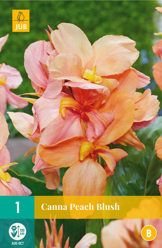 Flower Bulb Canna Peach Blush 1 piece JUB