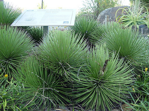 Agava s trnastimi listi (Agave striata ssp.) 5 zrn