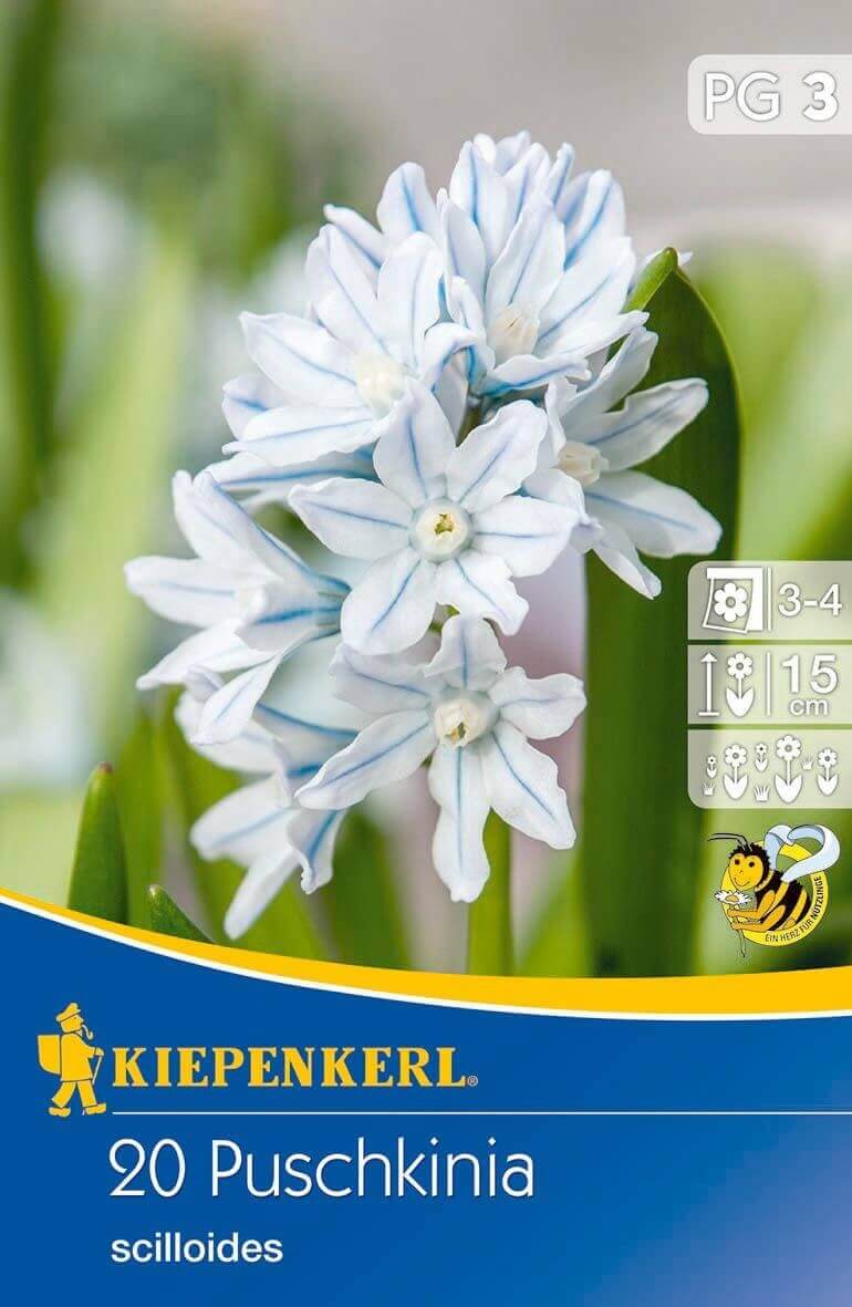 Čebulice Starry Puškinov cvet (Puschkinia) 20 kosov Kiepenkerl