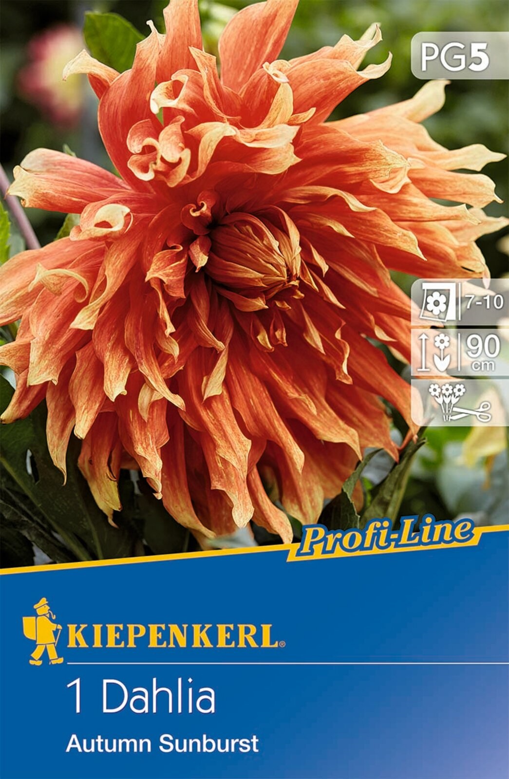 Flower bulb Dahlia Autumn Sunburst (red-yellow-orange) Kiepenkerl 1 pc