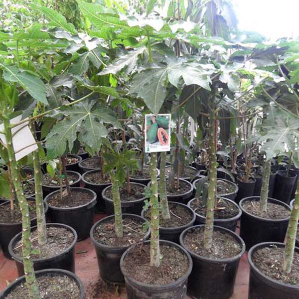 Papaja (Carica Papaya) 5 zrn