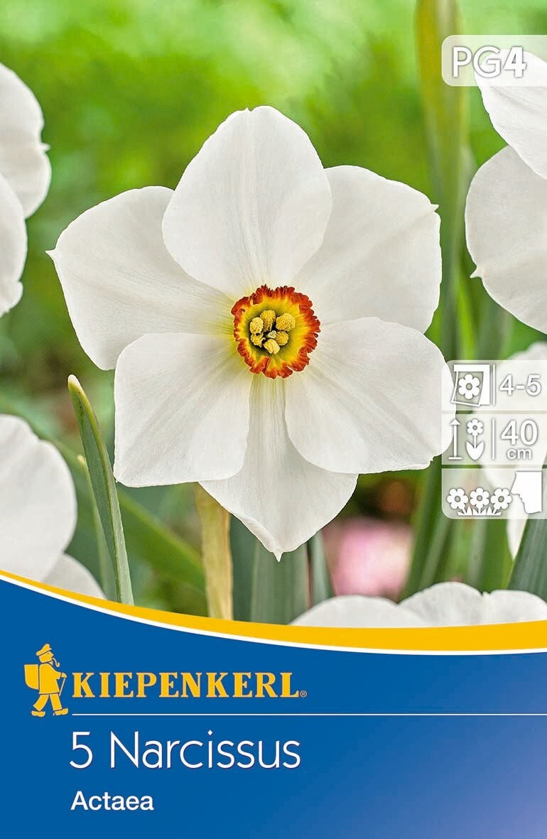 Čebulice Narcissus Actaea 5 kosov