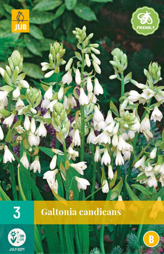 Čebulica Galtonia Candicans (Poletna hijacinta) 3 kosi JUB