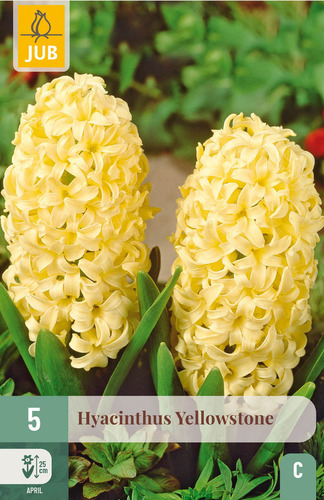 Flower Bulb Hyacinth Yellowstone 5 pieces JUB