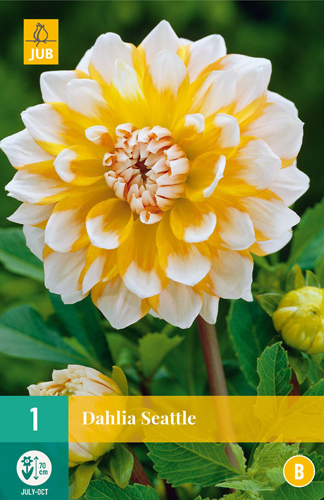 Flower bulb Dahlia Seattle 1 piece JUB