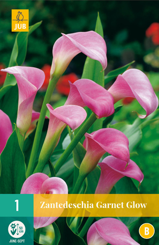 Cvetna čebulica Zantedeschia Garnet Glow 1 kos JUB