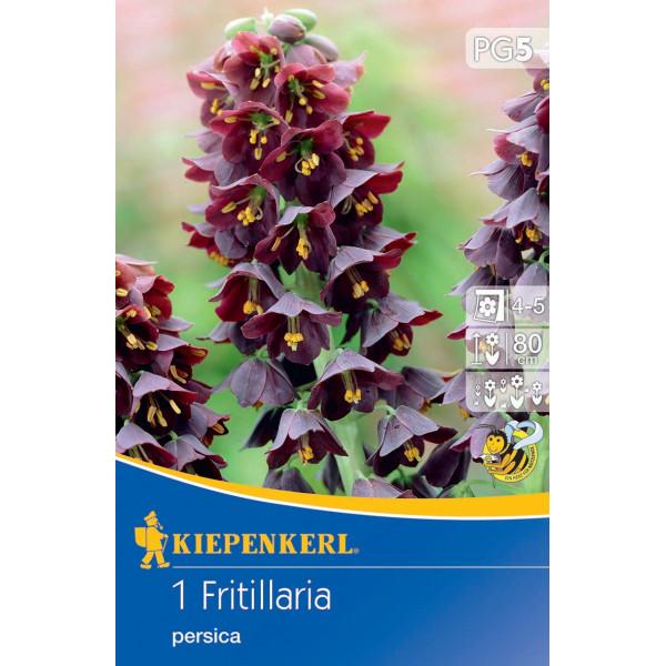 Čebulice perzijske lilije na kocke Kiepenkerl 1 kos