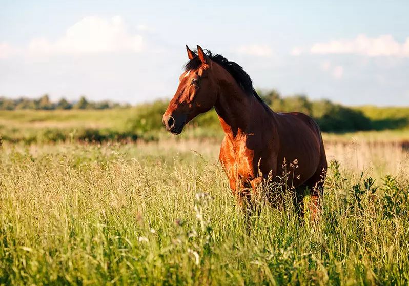 Grass seed Professional pasture mix Pegazus (Horse pasture for wetland) 25 kg