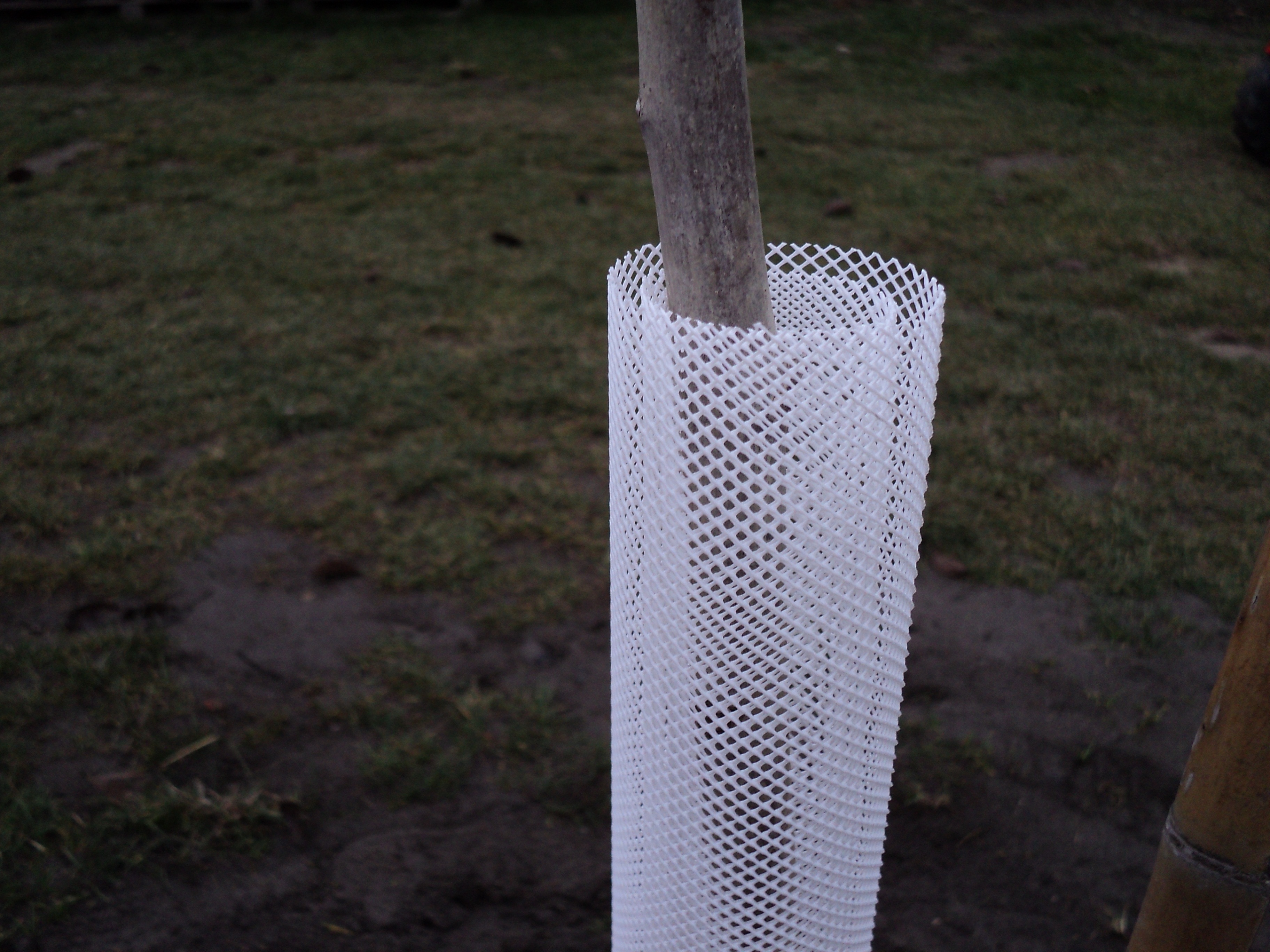 Tree protection grid Treex white 55 cm (6 cm diameter)
