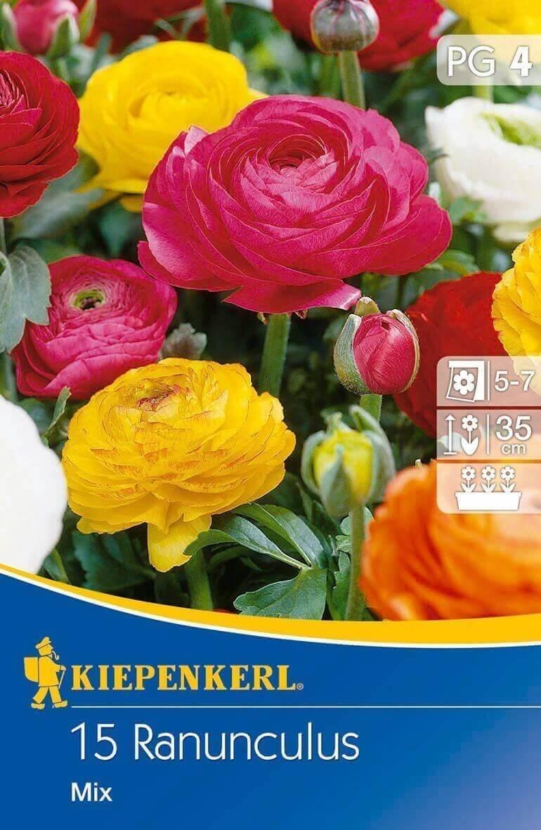 Čebulice Motovilec (Ranunculus) Aviv-Mix 15 kosov